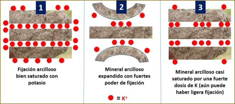 Fijación del Potasio en Arcillas