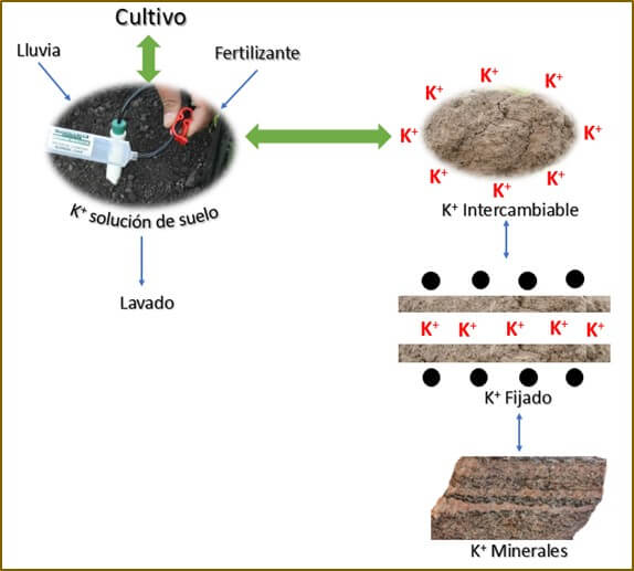 Ciclo del Potasio en el Suelo