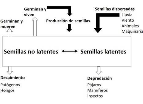 Banco de malezas