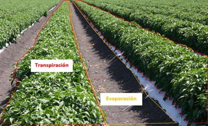 Evapotranspiración del cultivo.