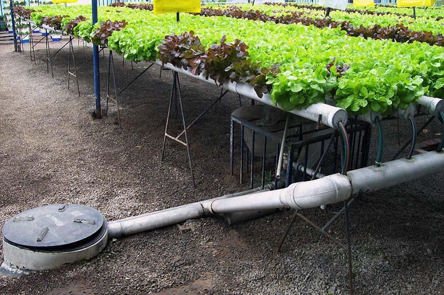 Técnica del flujo laminar de nutrientes NFT