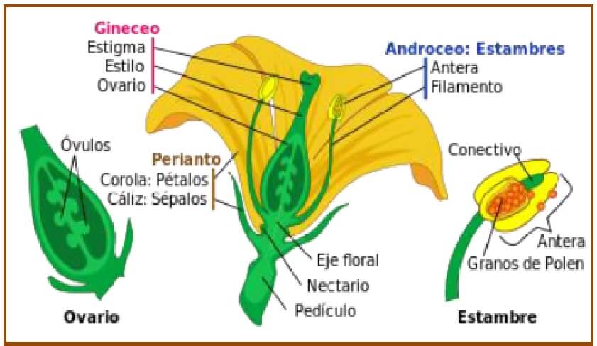  Partes de una flor 