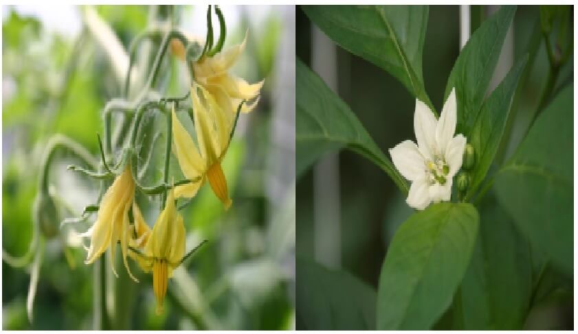  Flores Hermafroditas 