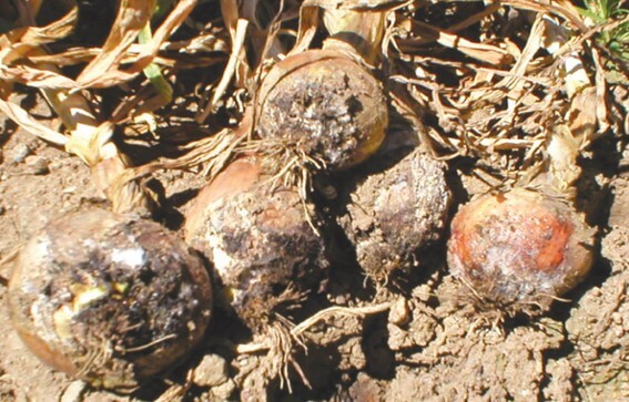 Sclerotium cepivorum