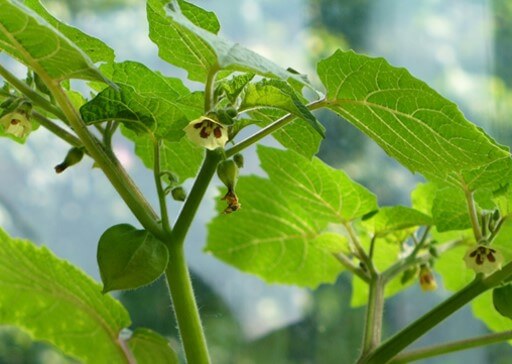 Flor de tomatillo