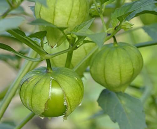 Tamaño del fruto del tomate