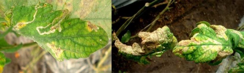 Daños del minador de la hoja