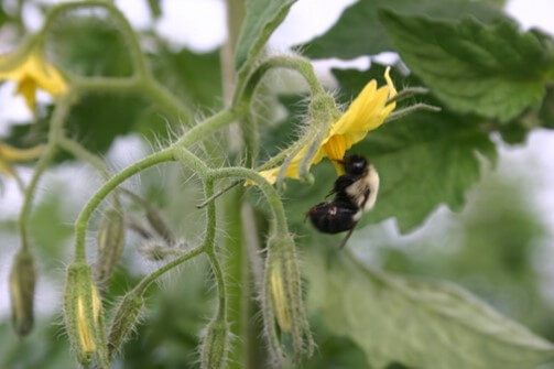 Exerción del estigma de la flor de tomate.