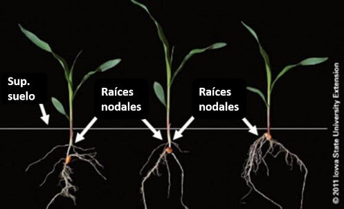 el-desarrollo-de-raices-de-anclaje