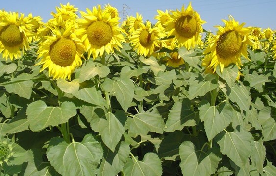 Cultivo de girasol en plena floración.