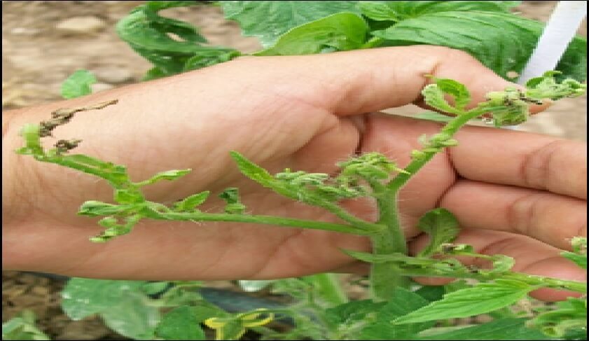  Brotes de tomate afectados por Prodiplosis longifila 