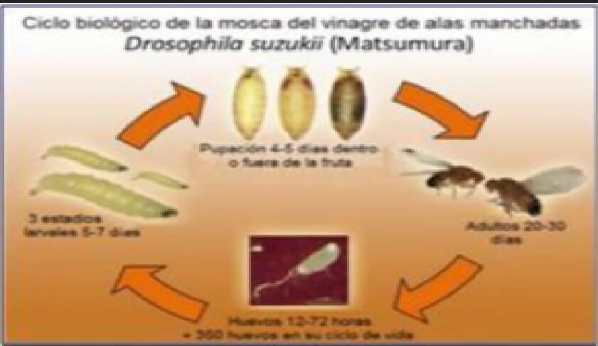  ciclo biologico 