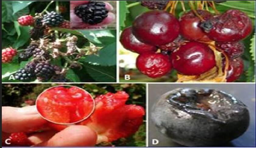 La Mosca Del Vinagre De Alas Manchadas Drosophila Suzukii En Berries la-mosca-del-vinagre-de-alas-manchadas-drosophila-suzukii-en-berries