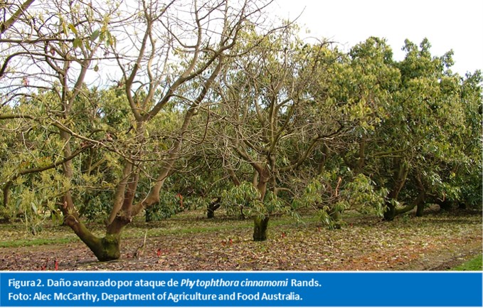 Daño avanzado por ataque de Phytophthora