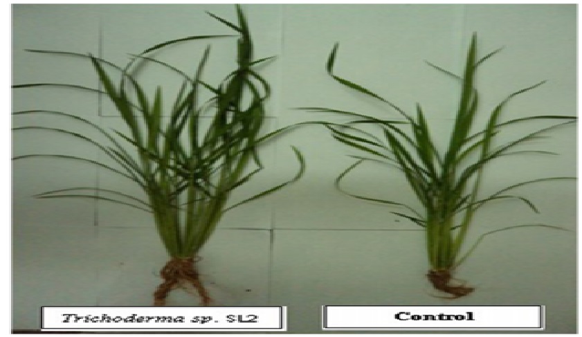  Efectos de Trichoderma 