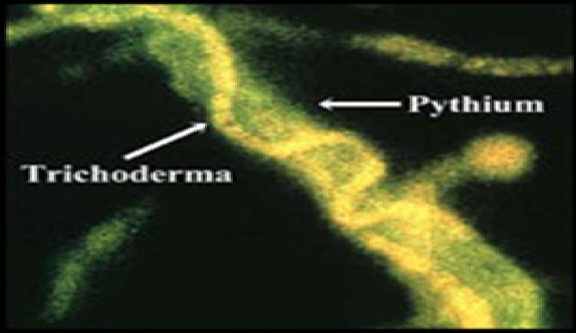  Trichoderma 