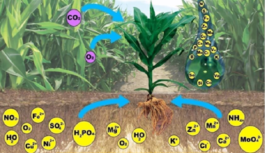  La nutrición vegetal 