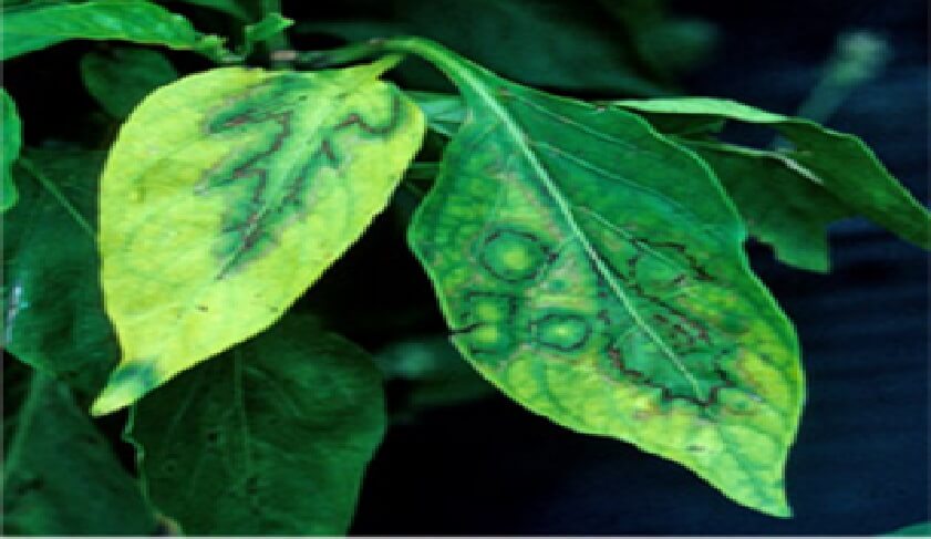 La Sintomatología de las Virosis | Intagri S.C.