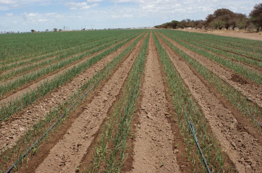 la-papa-es-un-cultivo-muy-extendido