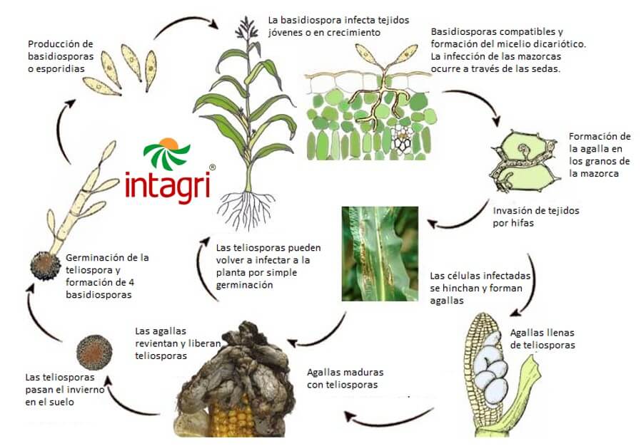 Ciclo biológico del Ustilago maydis.