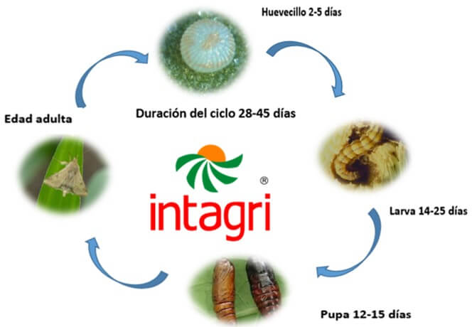 ciclo-biologico-gusano-elotero