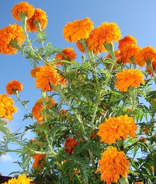 Tagetes erecta como nematicida