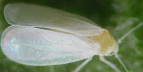 Bemisia tabaco, mosca blanca