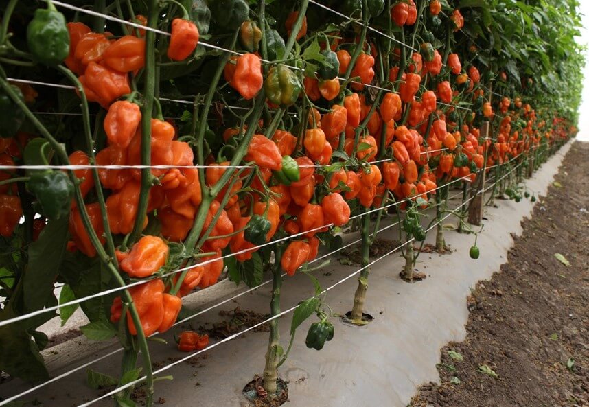 Biopesticidas Extractos Botánicos