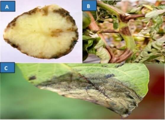 Daños causados por Phytophthora infestans