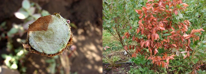 Síntomas de cancrosis del cuello en arándano