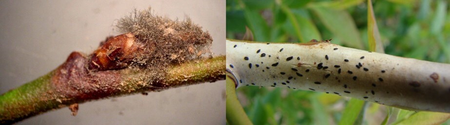 Daños ocasionados por Botrytis en ramas y yemas de arándano.