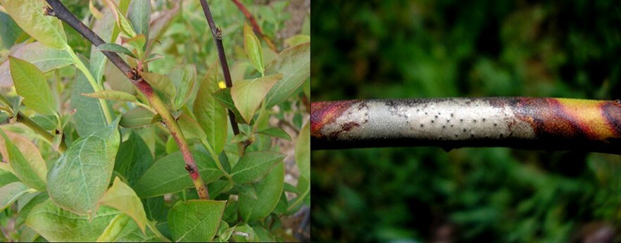 Tallos afectados por Phomopsis vaccinii.