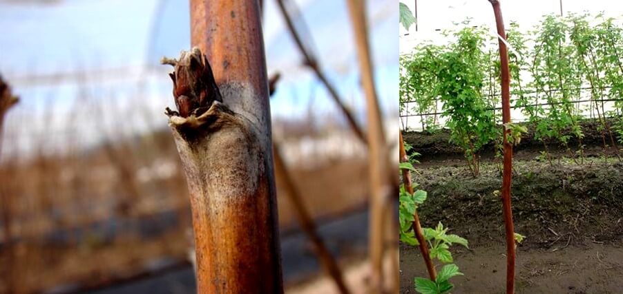 Daños ocasionados por Dydimella en yemas y ramas