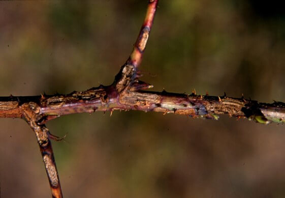 Antracnosis en rama de frambueso