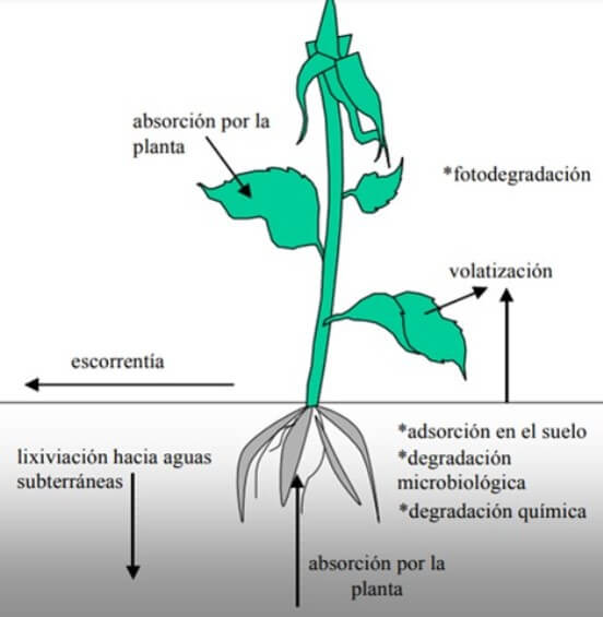 Procesos que afectan la efectividad de los bioplaguicidas