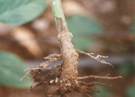 Síntomas de Phytophthora en la raíz 