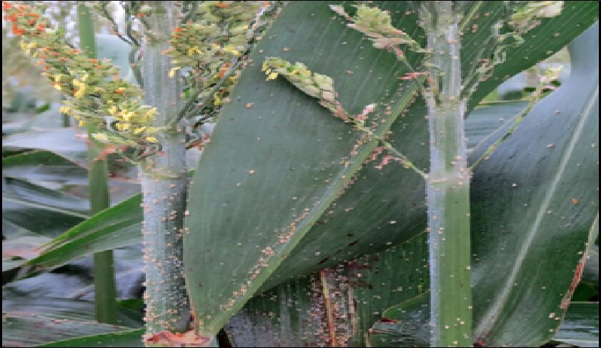  Infestación grave por Melanaphis sacchari durante formación de panoja en sorgo 