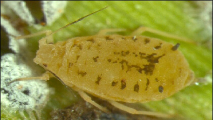  Aspecto general de la especie Melanaphis sacchari, pulgón amarillo del sorgo 