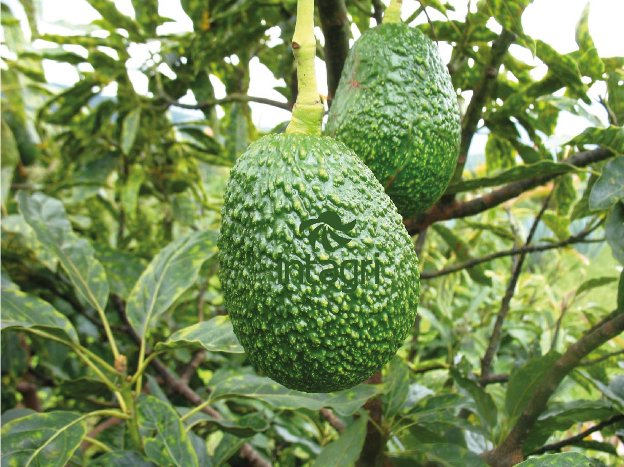  aguacate palto 