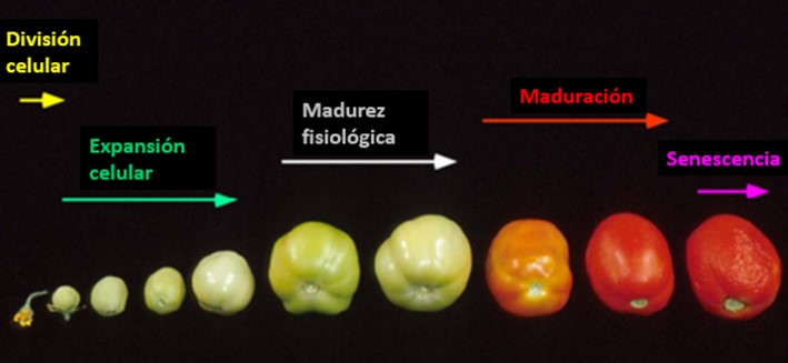 Maduración de frutos.