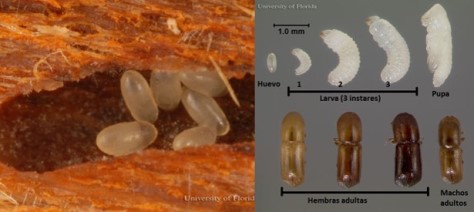 huevecillos-y-ciclo-biologico