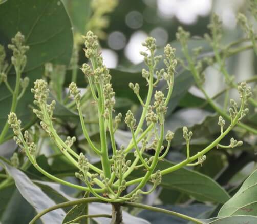 Inflorescencia de aguacate