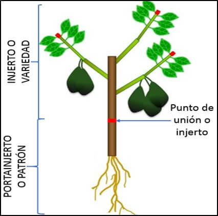 Partes de un árbol de aguacate injertado