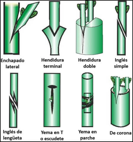 Tipos de injertos en aguacate.