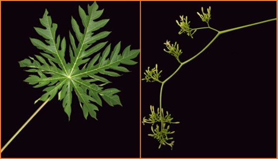 Inflorescencia de la papaya.