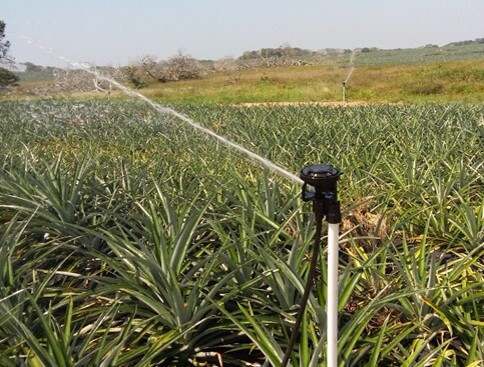 Riego por aspersión en cultivo de piña.