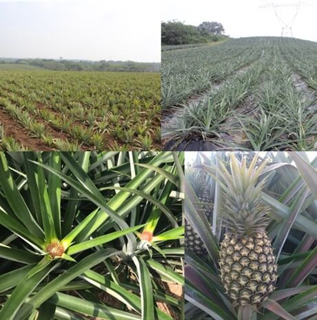 Etapas de desarrollo del cultivo de piña