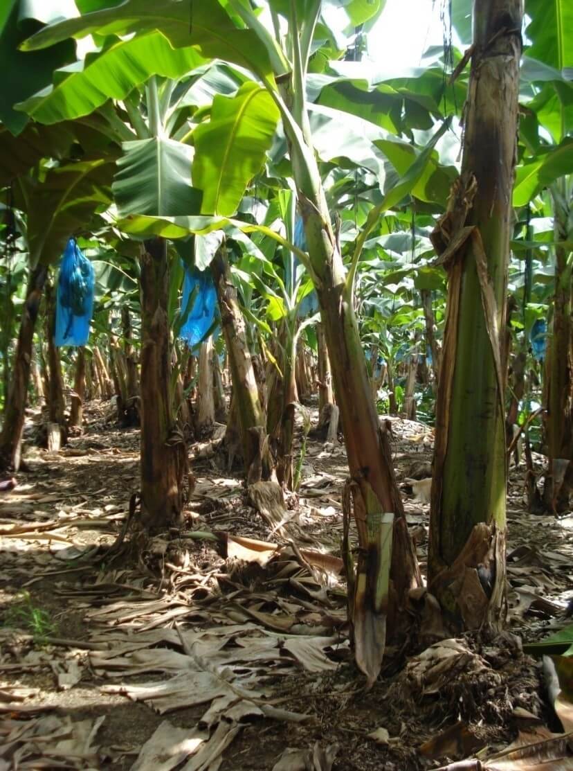 Control de sigatoka negra