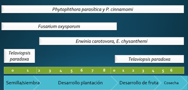 Enfermedades del cultivo de Piña