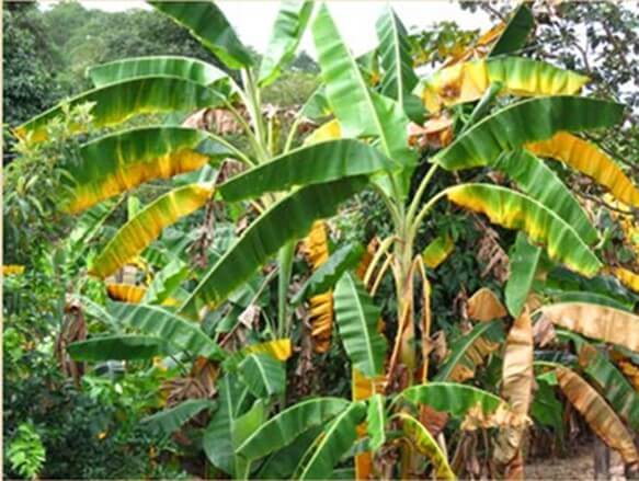 Mal de panamá Fusarium oxysporum